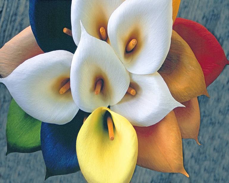 Rainbow Lilies Photography by Mark Swiecki Saatchi Art