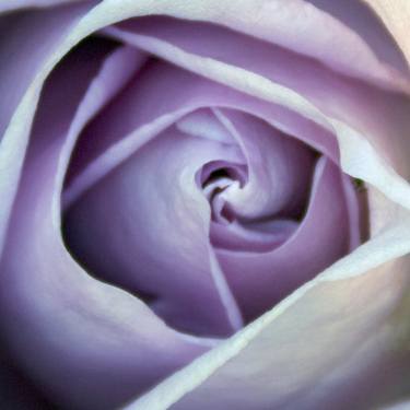 Purple Rose thumb