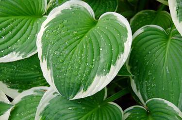 Hosta Plant With Raindrops thumb