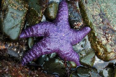 Purple Starfish thumb