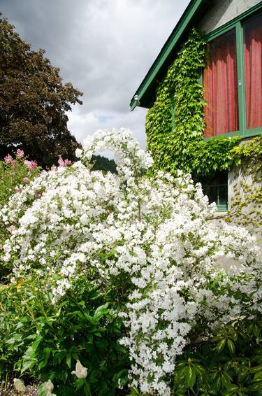 Flowers and Shed thumb