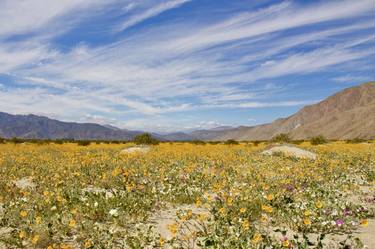 Field of Desert Flowers, Anza-Borrego Desert State Park California - Limited Edition of 25 thumb