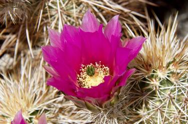 Pink Hedgehog Cactus, Anza-Borrego State Park, California - Limited Edition of 25 thumb