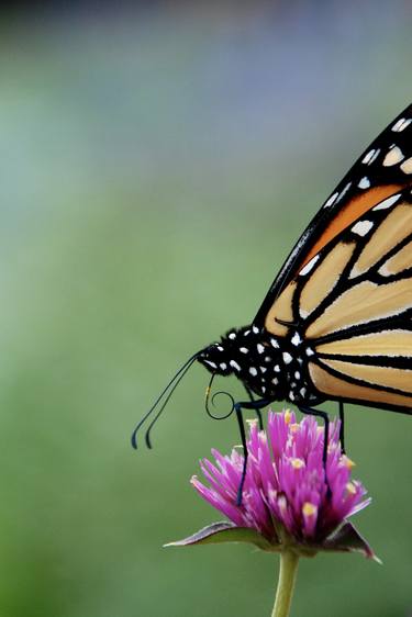 Monarch Butterfly, Chicago Illinois - Limited Edition of 25 thumb