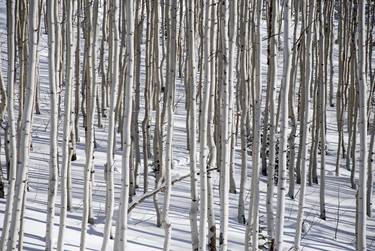 Aspen Trees in Winter, Park City Utah - Limited Edition of 25 thumb