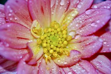 Raindrops on Pink Dahlia - Limited Edition of 25 thumb