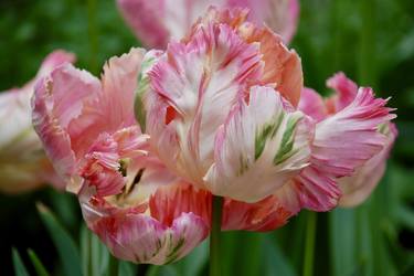 Apricot Tulip - Limited Edition of 25 thumb