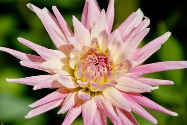 Pink Garden Dahlia - Limited Edition of 25 thumb