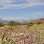 Collection For the Budget Conscious