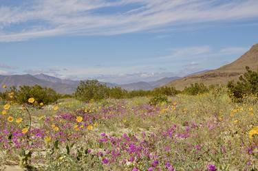 Meadow of Desert Flowers - Limited Edition of 25 thumb
