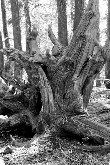 Original Tree Photography by Ellen Averick Schor