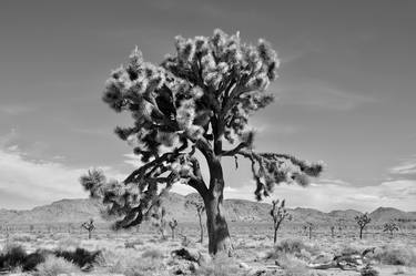 Joshua Tree, Joshua Tree National Park, Southern California - Limited Edition of 25 thumb