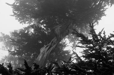 Late Spring Mist, Pt. Reyes, California - Limited Edition of 25 thumb