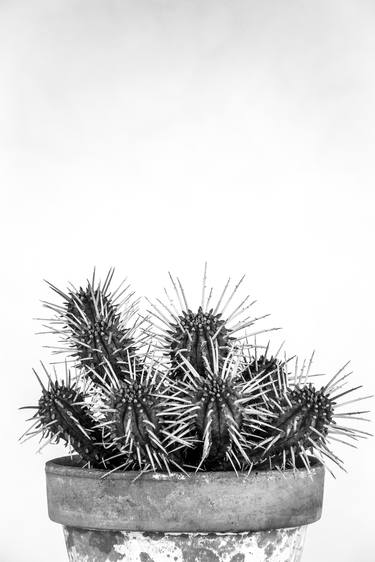 Mediterranean cactus thumb