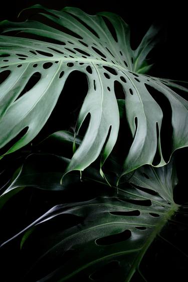 Monstera color thumb