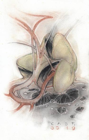 Original Realism Botanic Drawings by Sandro Castelli