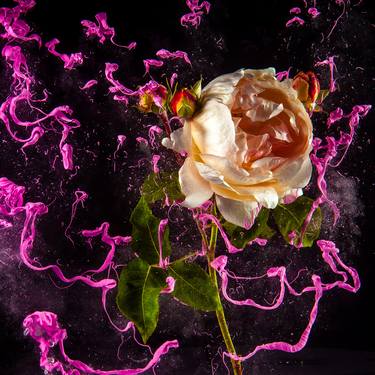 Original Conceptual Botanic Photography by Newbold Bohemia