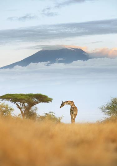 Giraffe in Amboseli national park,Kenya - Limited Edition of 15 thumb