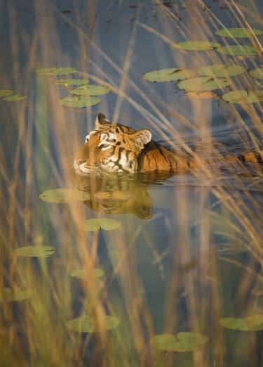 Tigress Swimming, Tadoba NP, India. - Limited Edition of 15 thumb