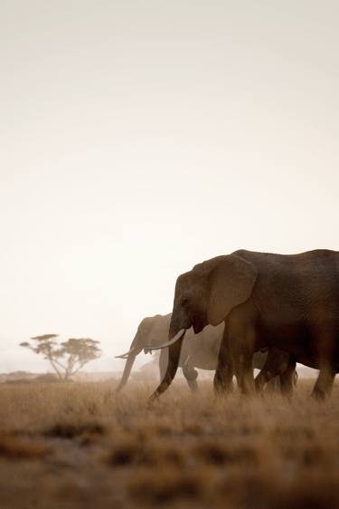Elephants at Dawn, Amboseli N.P, Kenya, Africa. - Limited Edition of 15 thumb