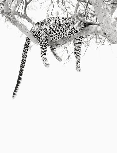 Sleeping Leopard, Kenya, Africa. - Limited Edition of 15 thumb