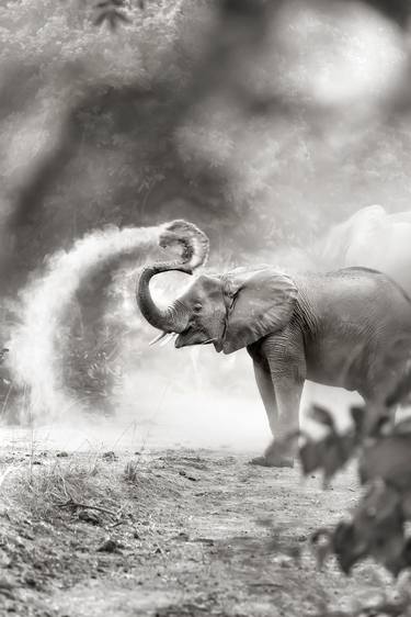 Elephant having a dust shower,Zambia,Africa - Limited Edition of 15 thumb
