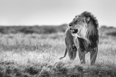 Lion Black and White Fine Art Print - Limited Edition of 25 thumb