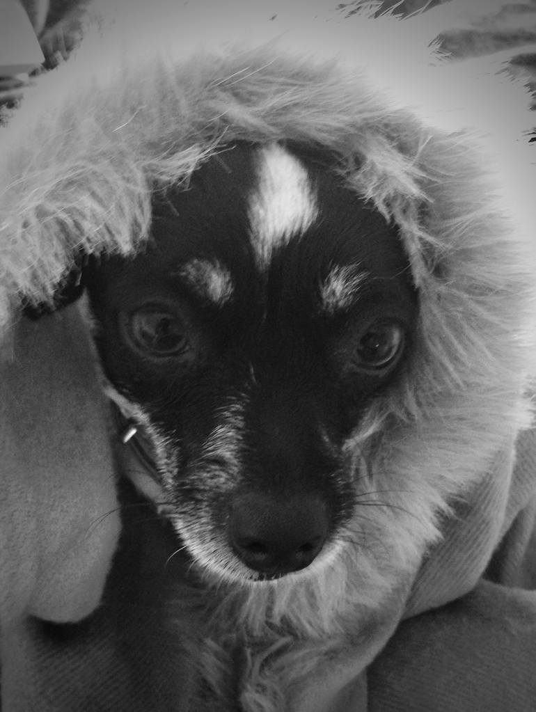 Original Abstract Expressionism Animal Photography by Thérèse Murphy