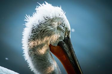 Print of Fine Art Animal Photography by Joey Shaw