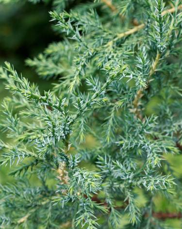 series botany: juniper thumb