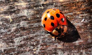 Lady bug - Limited Edition of 5 thumb