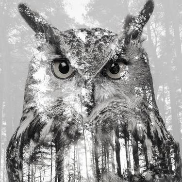 Owl And Forest