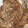 I offer oak decorative sculpture, humidity stabilized, cleaned, suitable especially to the Interior. Wood was lying on the ground many years, which has created a unique structure and shape, and certainly can be an original complement to the modern interiors.