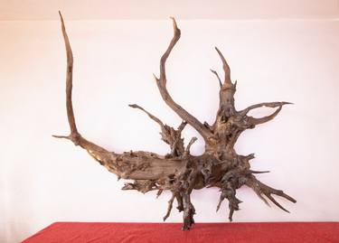Like from the sea - Acacia hanging decorative sculpture - root thumb