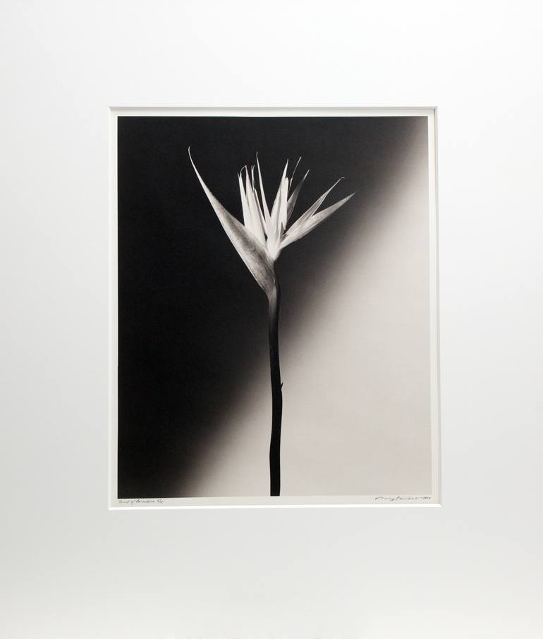 Original Fine Art Floral Photography by V Tony Hauser