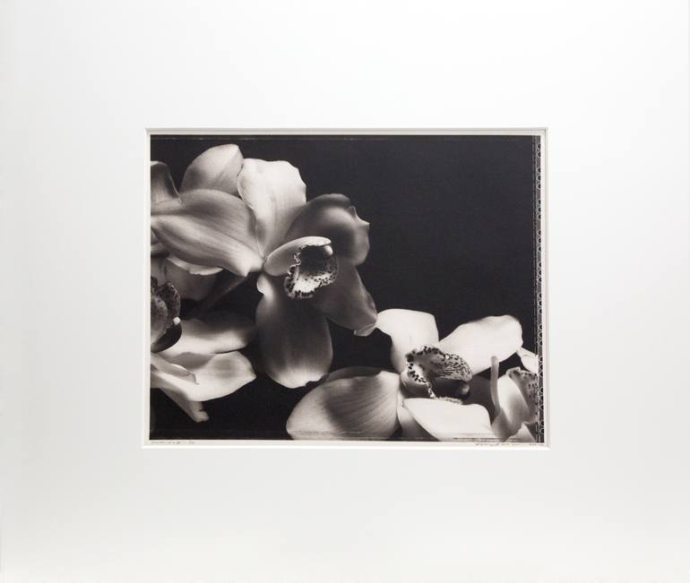 Original Other Floral Photography by V Tony Hauser