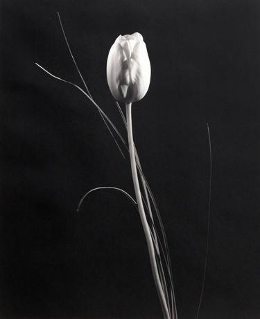 Original Floral Photography by V Tony Hauser