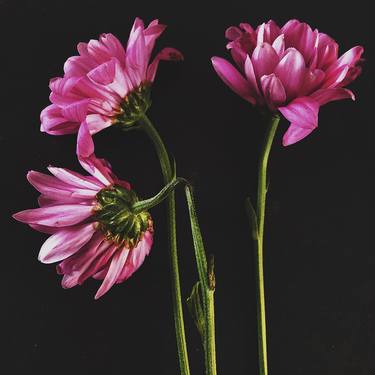 Print of Fine Art Floral Photography by Nina Suh Lance