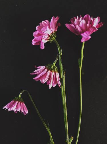 Original Floral Photography by Nina Suh Lance