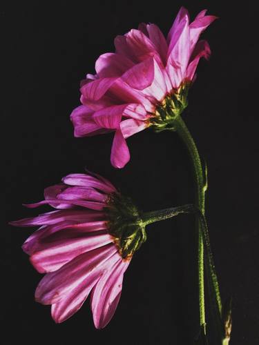 Original Floral Photography by Nina Suh Lance
