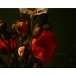 Poppies No. 5 - Limited Edition of 9 by Angie Contini