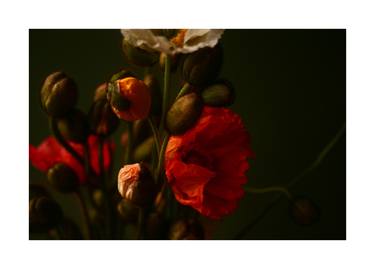 Poppies No. 5 - Limited Edition of 9 thumb