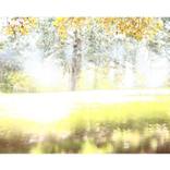 Untitled No. 862 - Limited Edition of 9 by Angie Contini