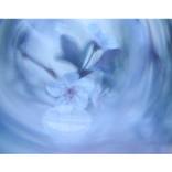 plum tree blossom no. 2 - Limited Edition of 9 by Angie Contini