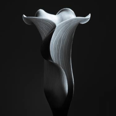 Calla Lily - Limited Edition of 10 thumb