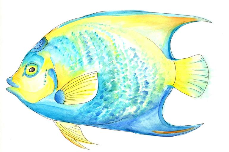 Queen Angelfish Painting by Angelica Anglero | Saatchi Art