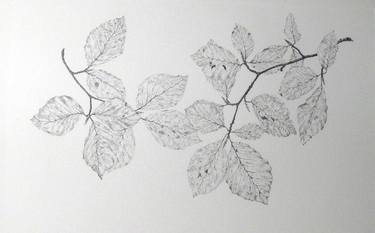 Original Realism Nature Drawings by sin mui chong-martin