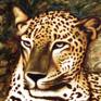 detail from Leopard in Wildlife Sanctuary, Sri Lanka