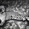 Leopard in Wildlife Sanctuary, Sri Lanka. Here in black/white photo