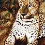detail from Leopard in Wildlife Sanctuary, Sri Lanka